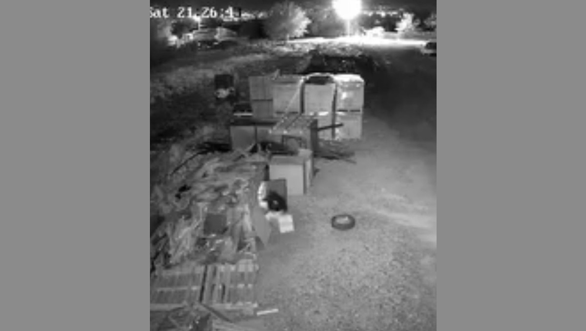 Elazığ'da güvercin hırsızlığı kameralara yansıdı