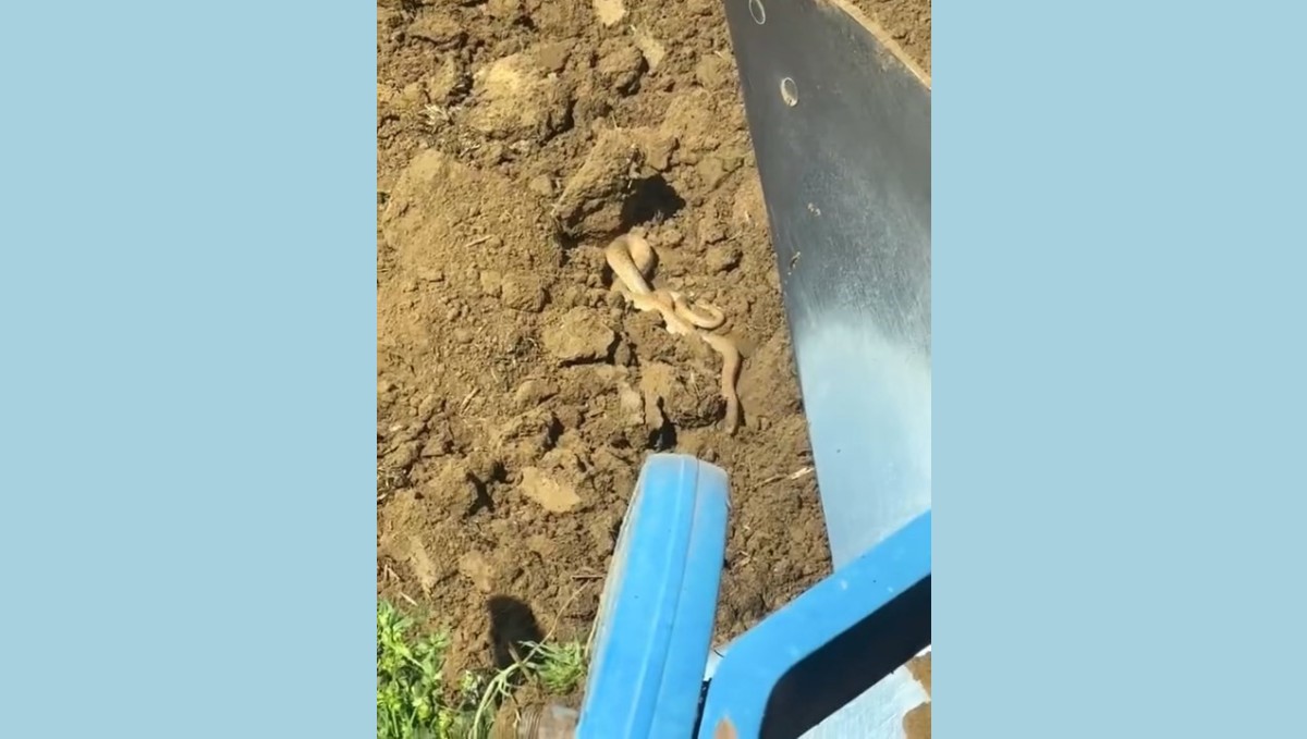 Elazığ'da hava ısındı, yılanlar ortaya çıktı