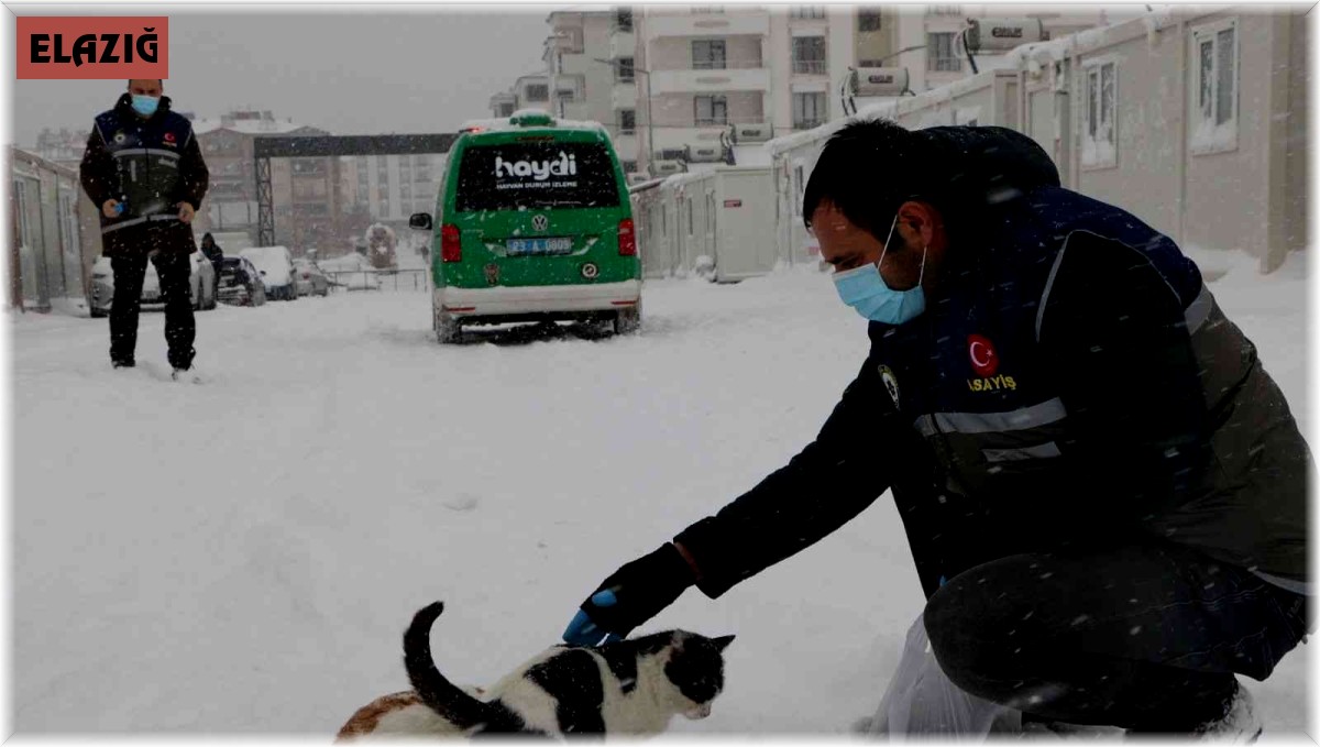 Elazığ'da 'HAYDİ' polisleri sokak hayvanlarını mamayla besledi