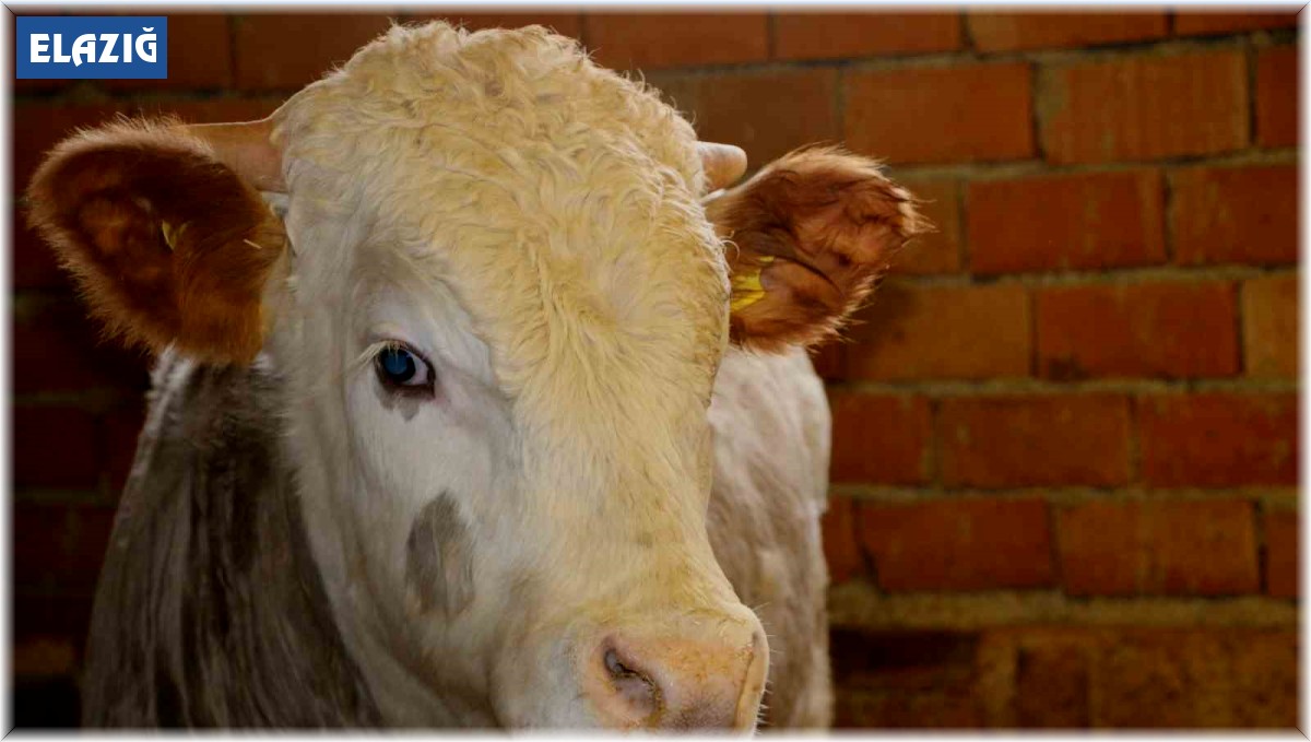 Elazığ'da hayvan hareket kısıtlaması kaldırıldı