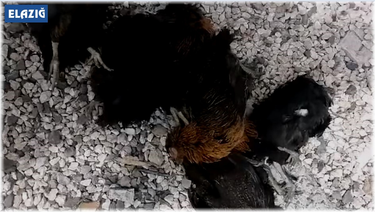 Elazığ'da hırsızlar kümesten 60 tavuk ve 2 kangal yavrusu çaldı, 11 tavuğu da telef etti