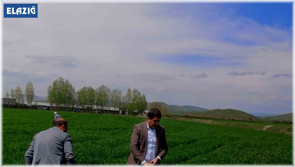 Elazığ'da hububat alanlarında süne incelemesi yapıldı