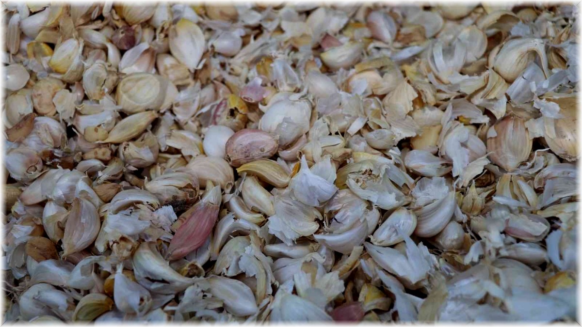 Elazığ'da ikinci ürün olarak sarımsak ekimi gerçekleştirildi