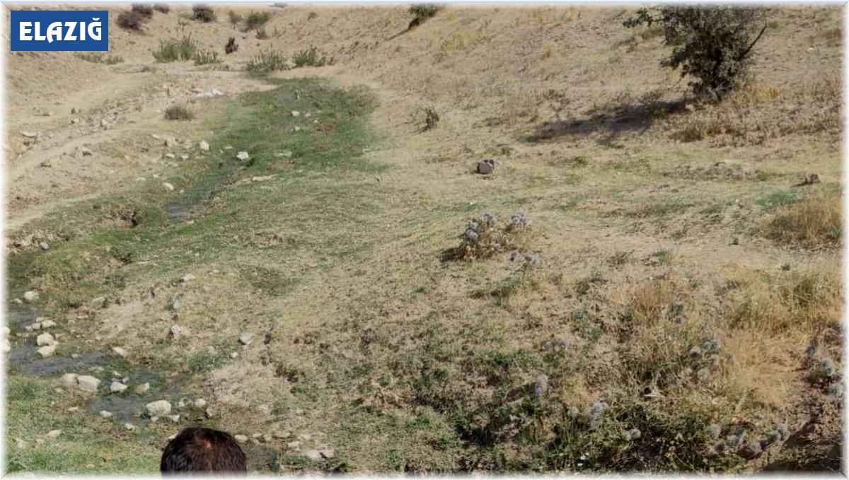 Elazığ'da ilaçlama çalışmaları sürüyor