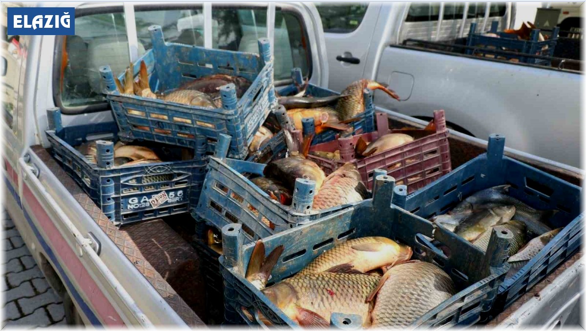 Elazığ'da ilk 6 ayda, 10 ton kaçak balık ele geçirildi