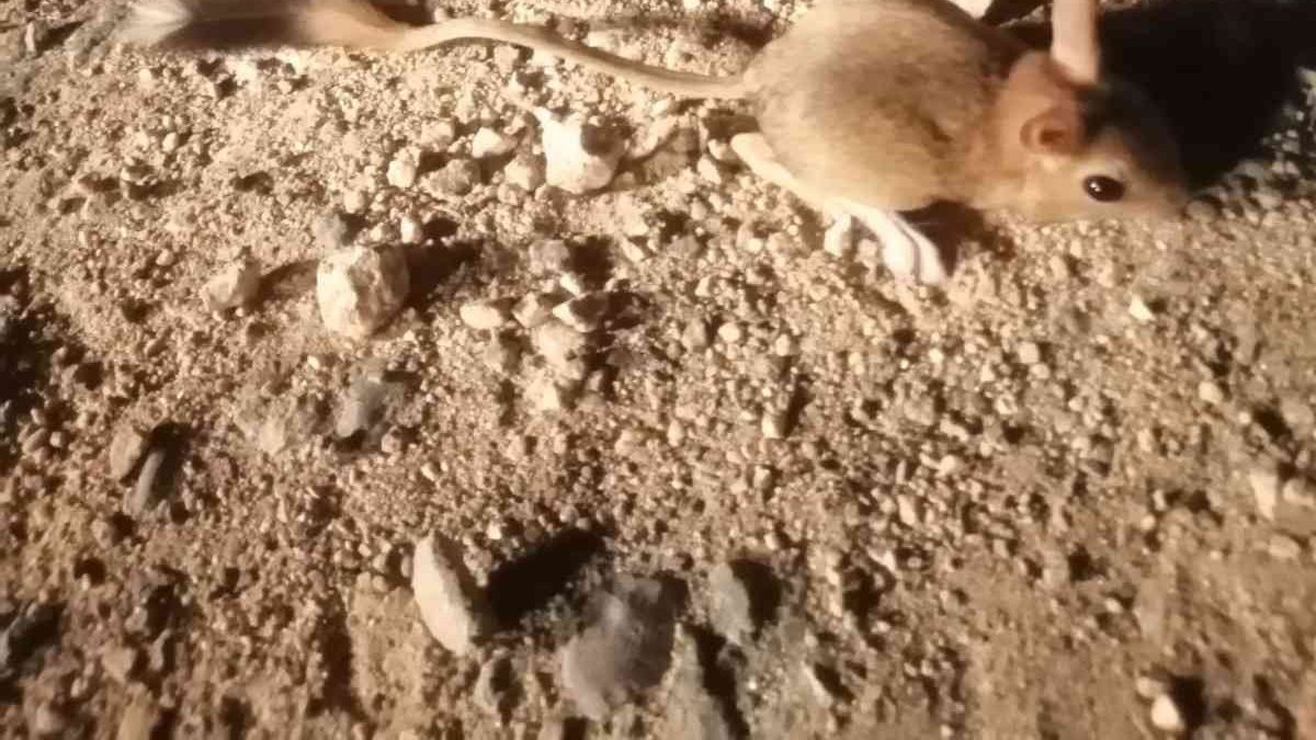 Elazığ'da IUCN'nin 'kırmızı' listesinde bulunan Arap tavşanı görüntülendi