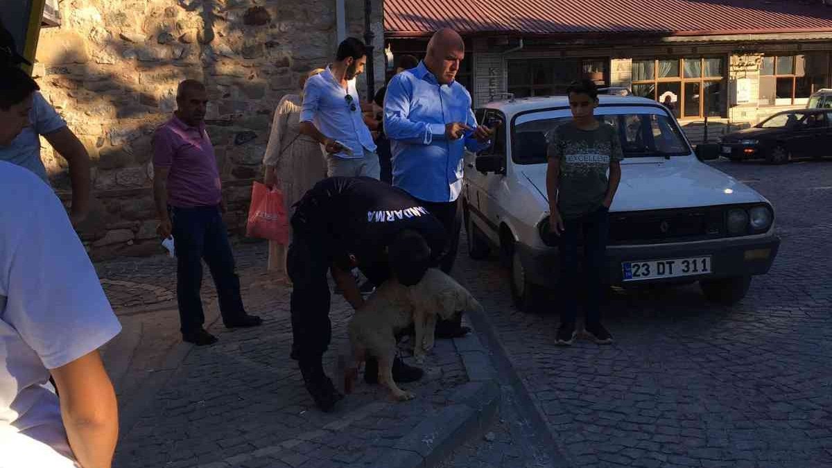 Elazığ'da jandarma ekipleri minibüsün çarptığı köpek için seferber oldu