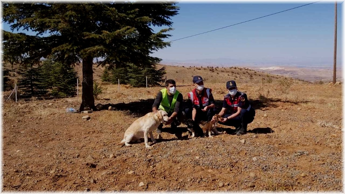 Elazığ'da jandarma ekipleri sokak hayvanlarını yalnız bırakmadı