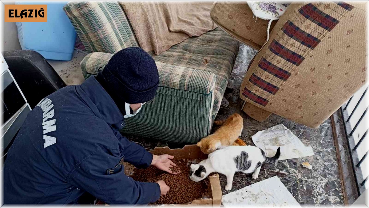 Elazığ'da jandarma ekiplerinden yürekleri ısıtan hareket: Sokak hayvanlarını elleri ile beslediler