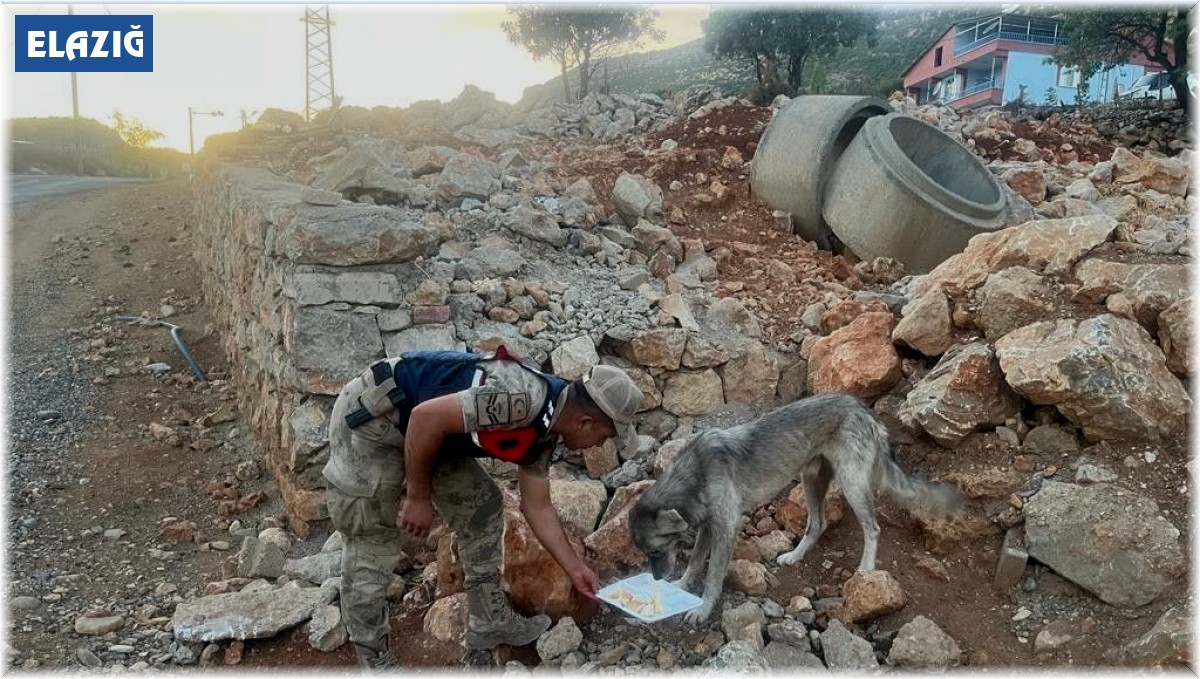 Elazığ'da jandarmadan 4 Ekim Dünya Hayvanları Koruma Günü etkinliği