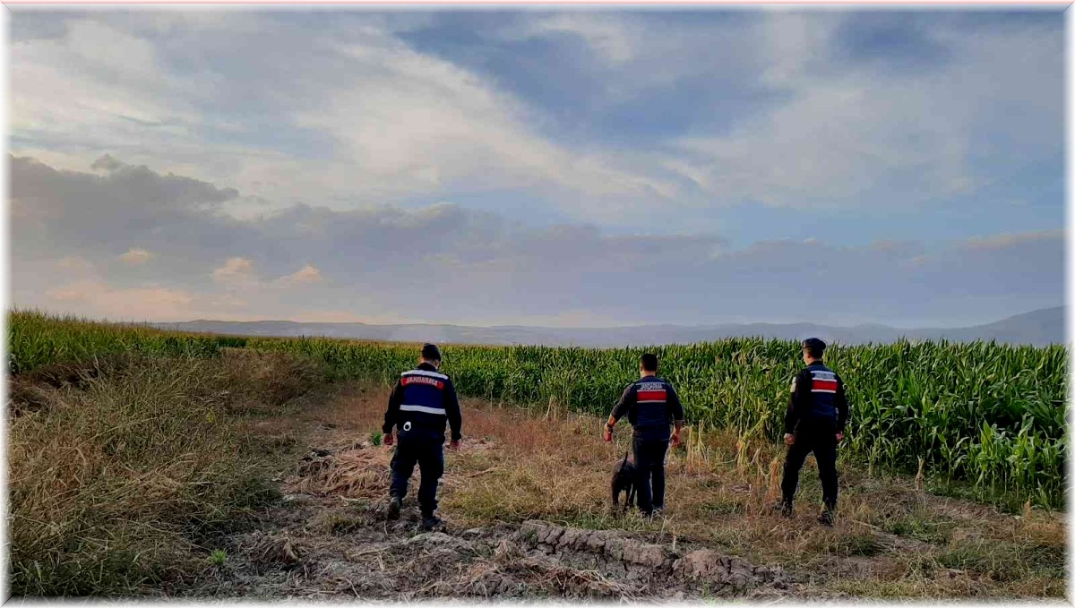 Elazığ'da jandarmadan suların çekildiği alanlarda yasa dışı kenevir ekimine karşı önlem
