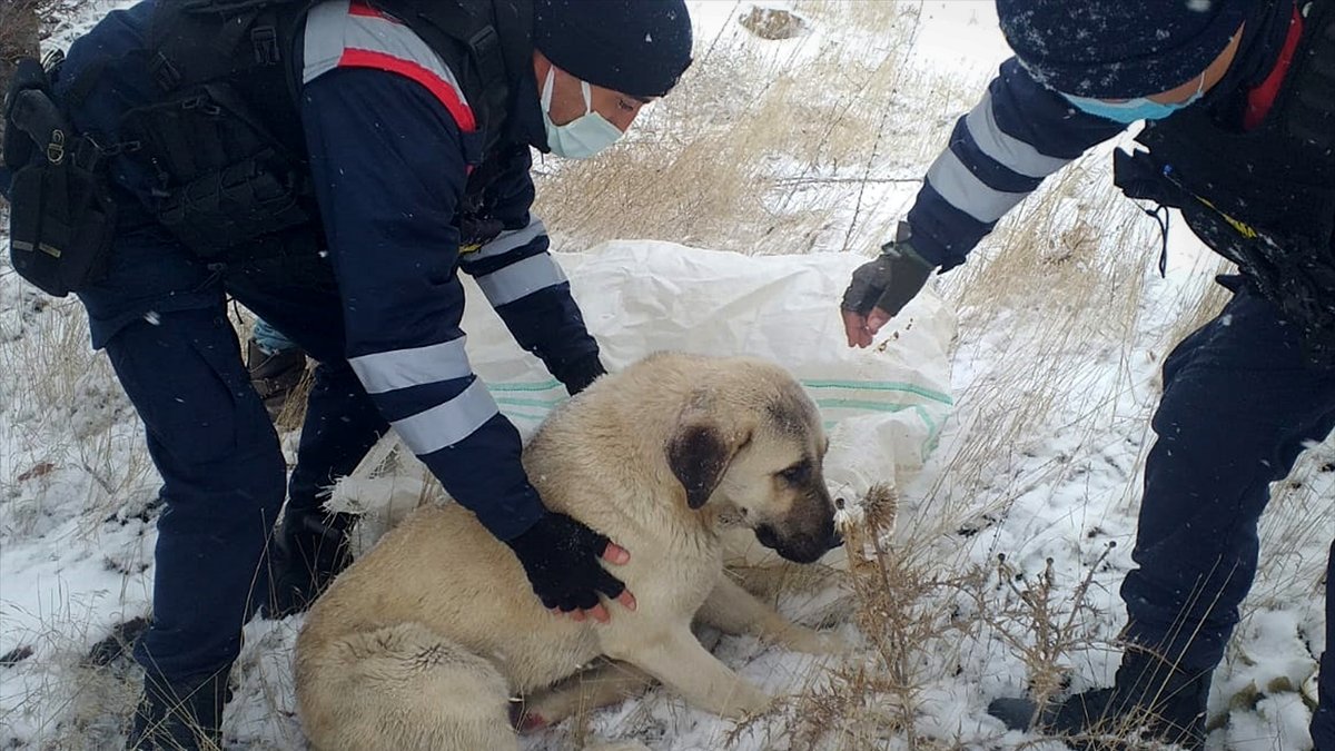 Elazığ'da jandarmadan yaralı köpeğe yardım eli