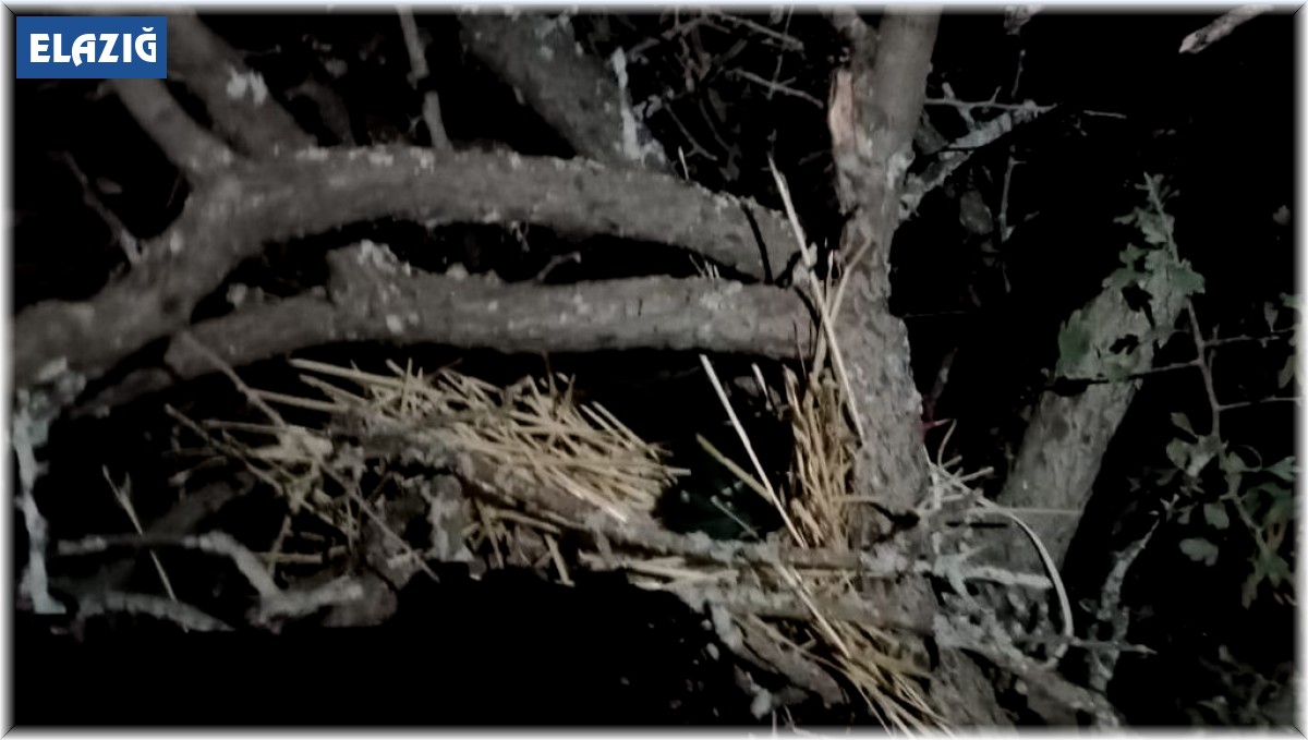 Elazığ'da kaçak avcı denetiminde bıldırcın sesi çıkaran cihaz ele geçirildi