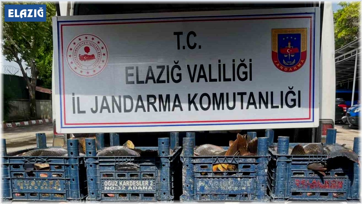 Elazığ'da kaçak avlanan 1 ton 400 kilo balık ele geçirildi