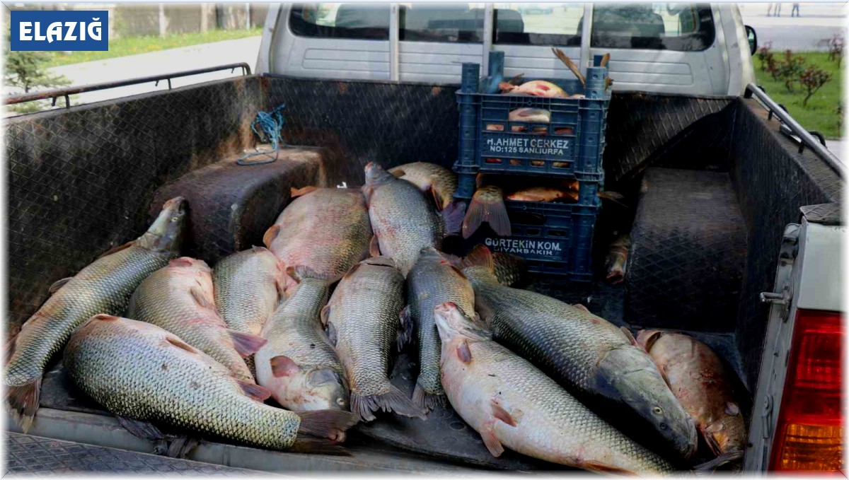 Elazığ'da kaçak avlanan 2,5 ton balık ele geçirildi