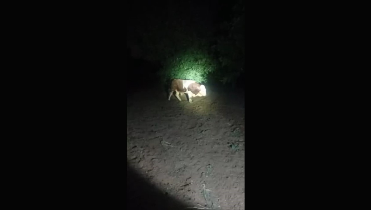 Elazığ'da kaçan boğayı belediye ekipleri yakaladı
