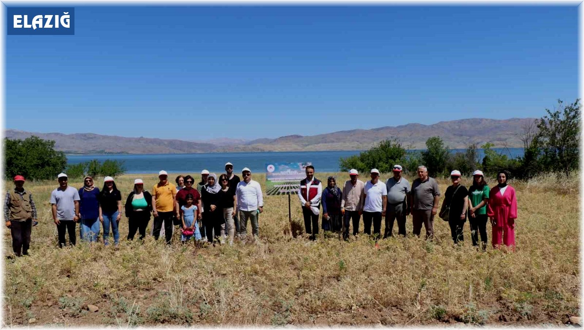 Elazığ'da kadın çiftçiler nohut hasadına başladı