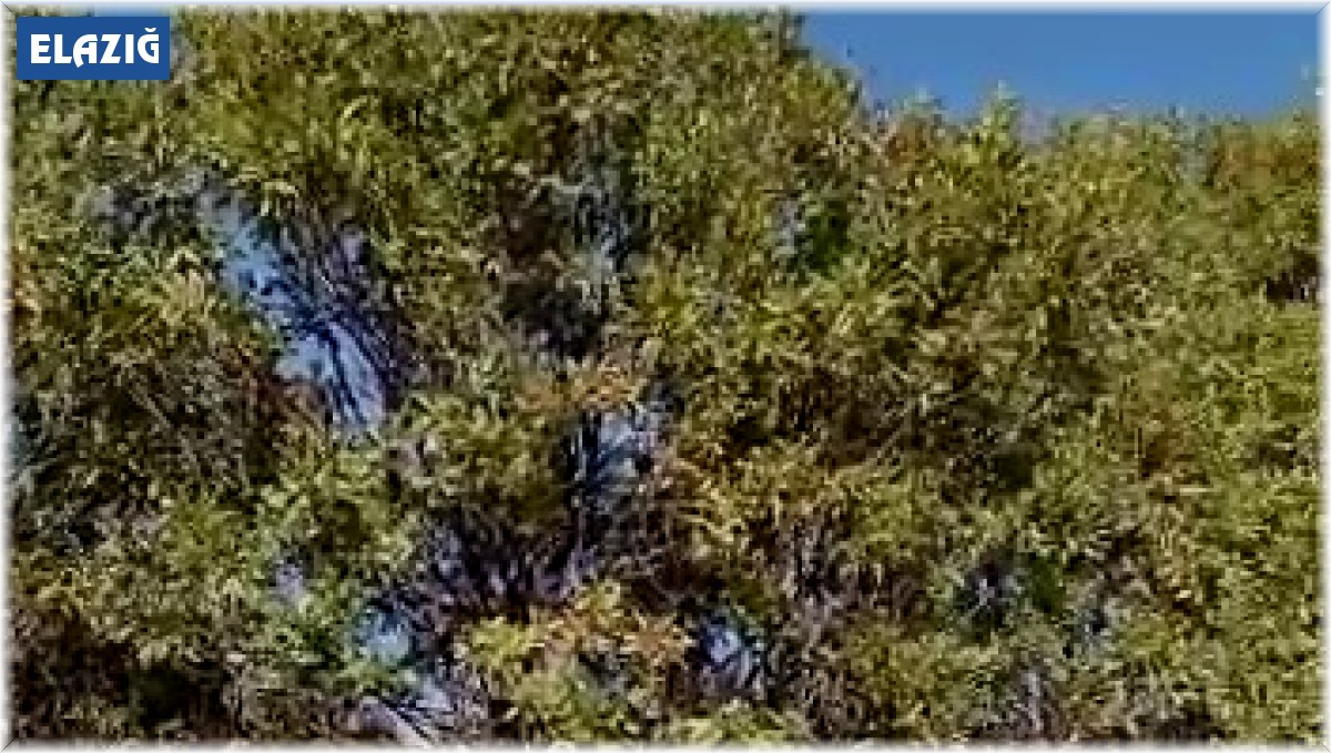 Elazığ'da kafası ağaca sıkışan inek kurtarıldı