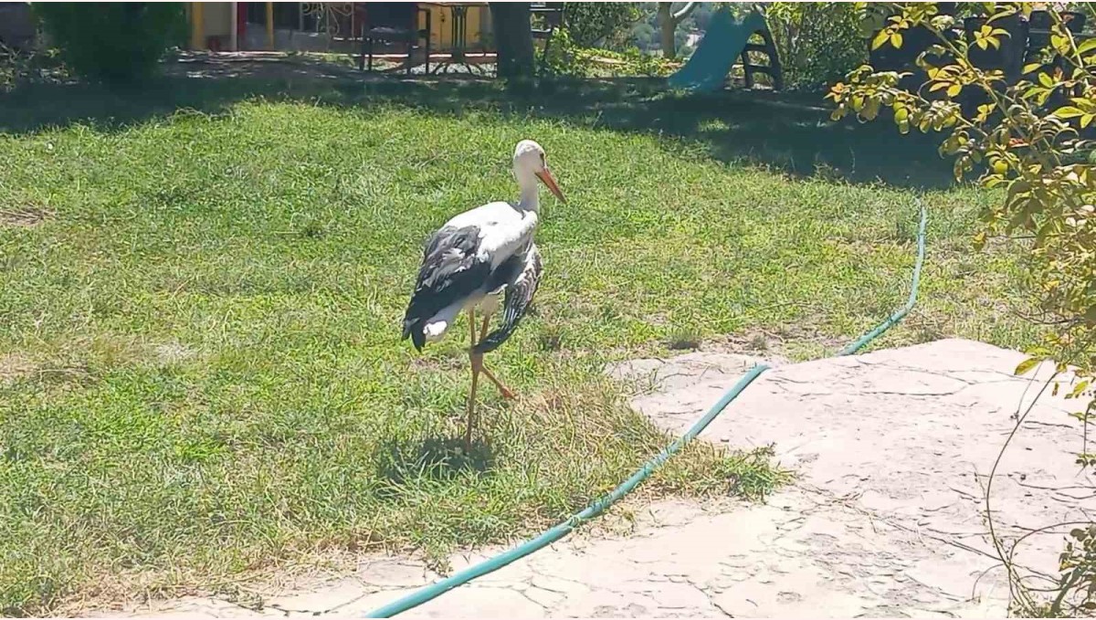 Elazığ'da kanadı kırık leylek koruma altına alındı