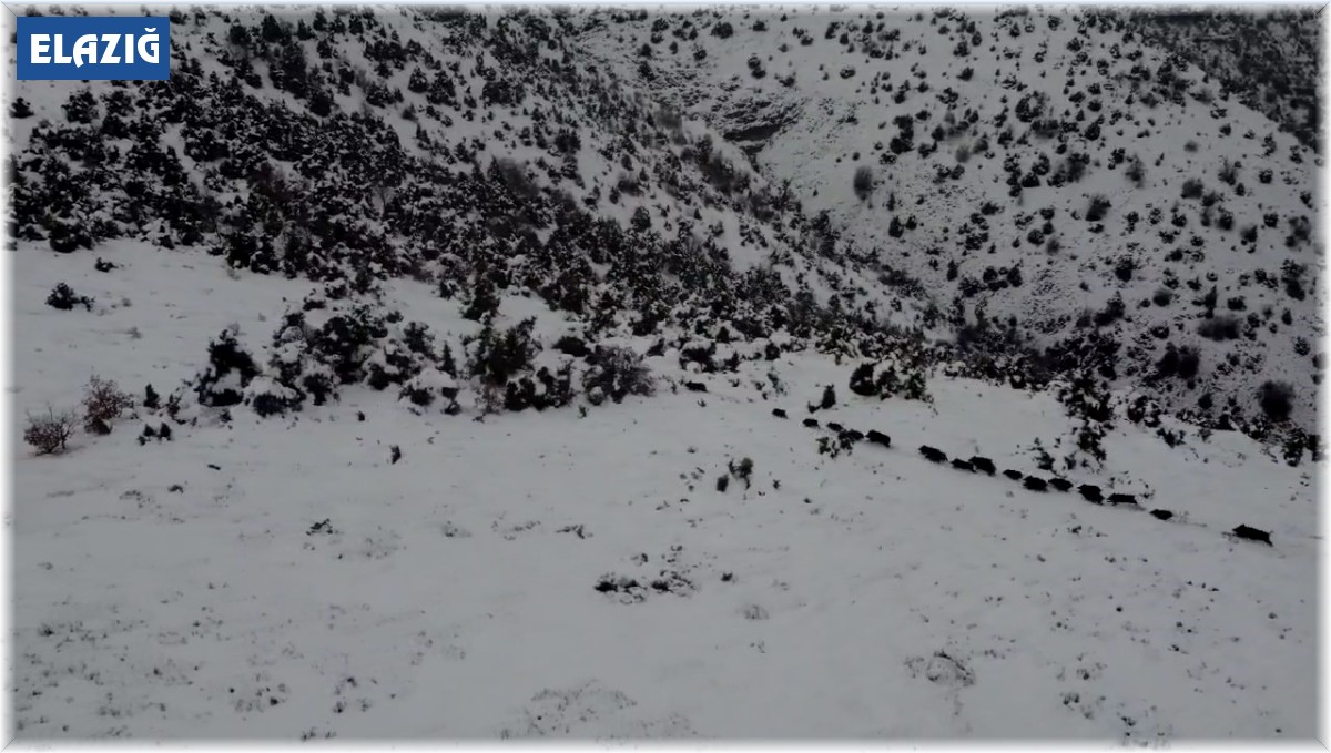 Elazığ'da kar üzerindeki domuz sürüsü dron ile görüntülendi