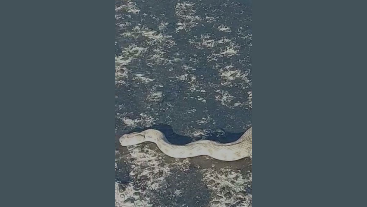 Elazığ'da karayoluna inen dev engerek korkuttu