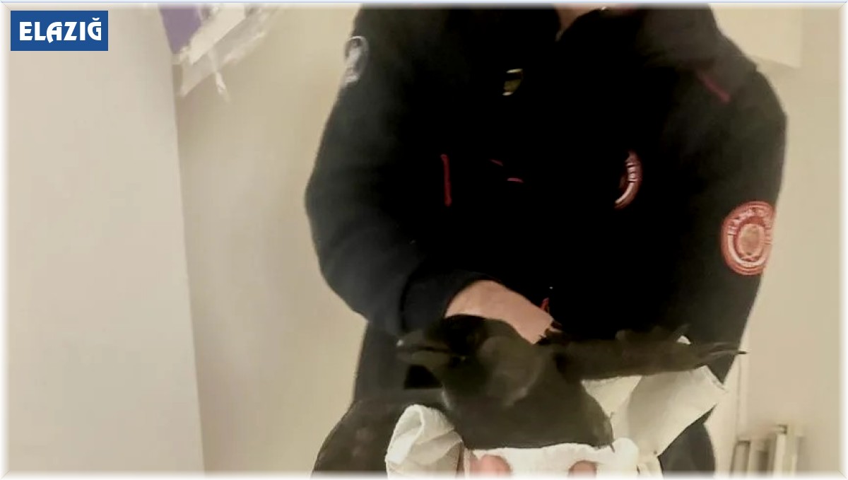 Elazığ'da 'Karga kurtarma operasyonu'