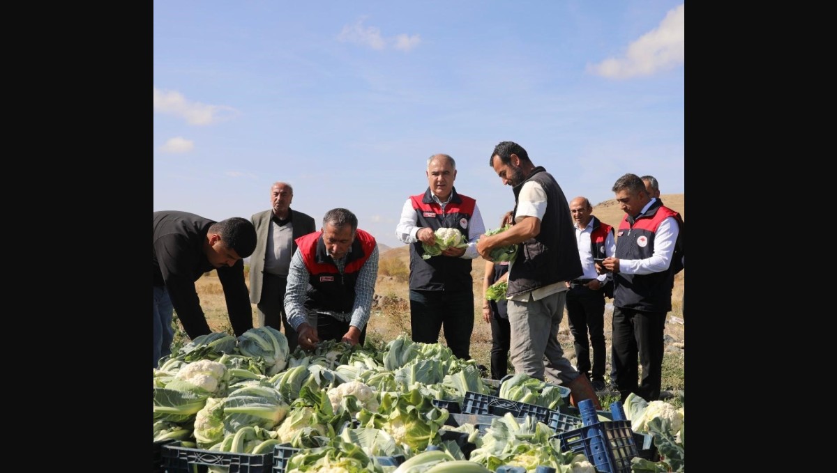 Elazığ'da karnabahar hasadı başladı