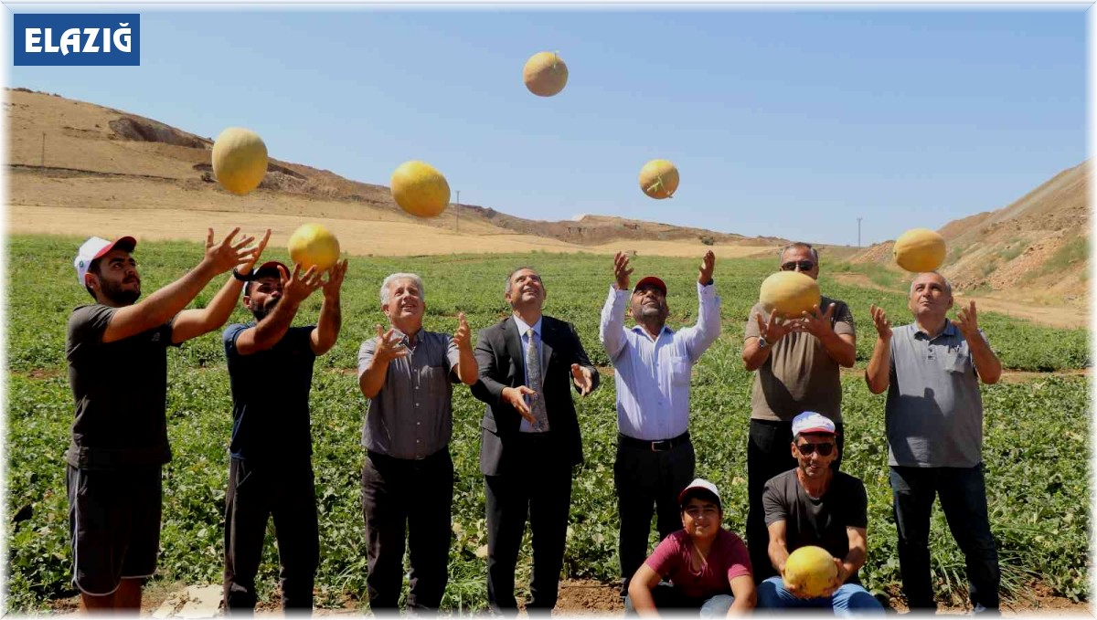 Elazığ'da kavun rekoltesi yüzleri güldürdü