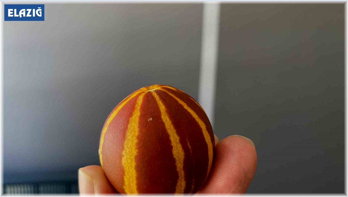 Elazığ'da kavunun küçüklüğü şaşırttı