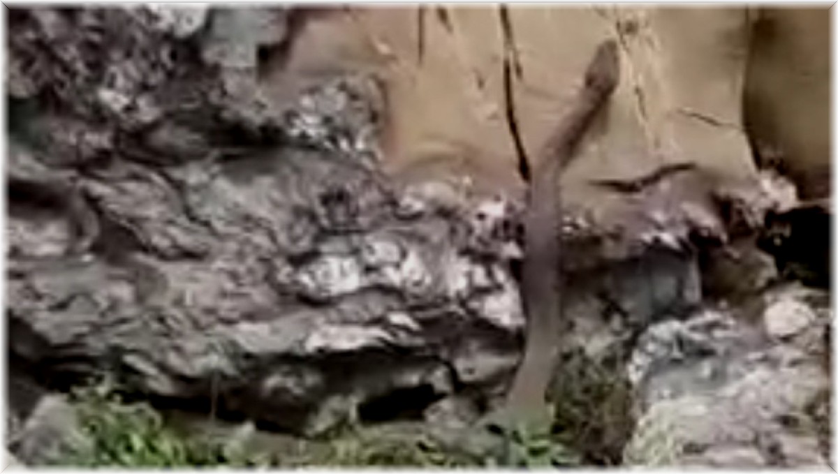 Elazığ'da kayalıklar arasında görülen 2 metrelik yılan korkuttu