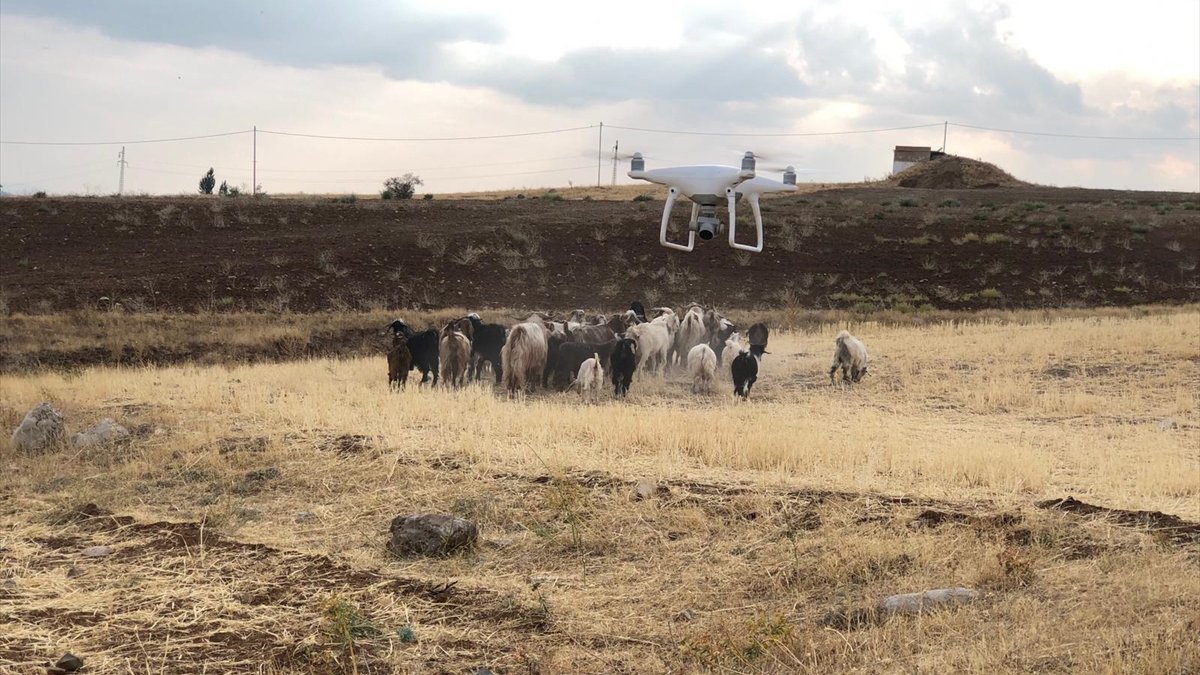 Elazığ'da kayıp hayvanları jandarma drone ile buldu