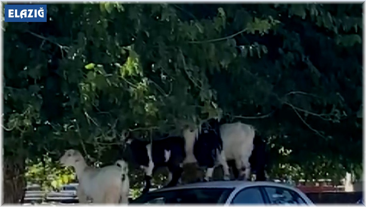 Elazığ'da keçiler otomobilin üzerine çıkarak yaprak yedi