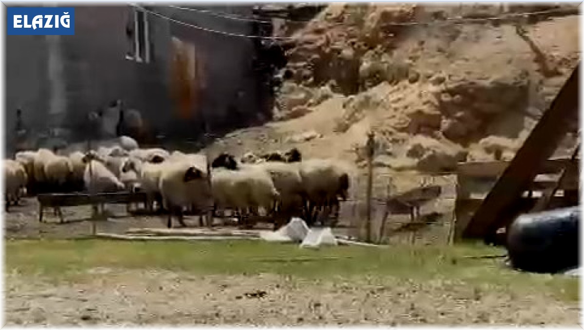 Elazığ'da kedi ile kangalın dostluğu tebessüm ettirdi