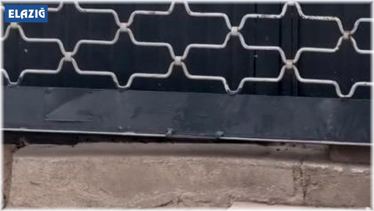 Elazığ'da kedilerin fare ile oyunu kameraya yansıdı