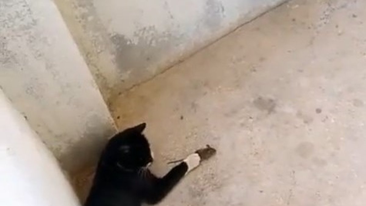 Elazığ'da 'kedinin fareyle oynadığı gibi oynamak' deyimi gerçek oldu