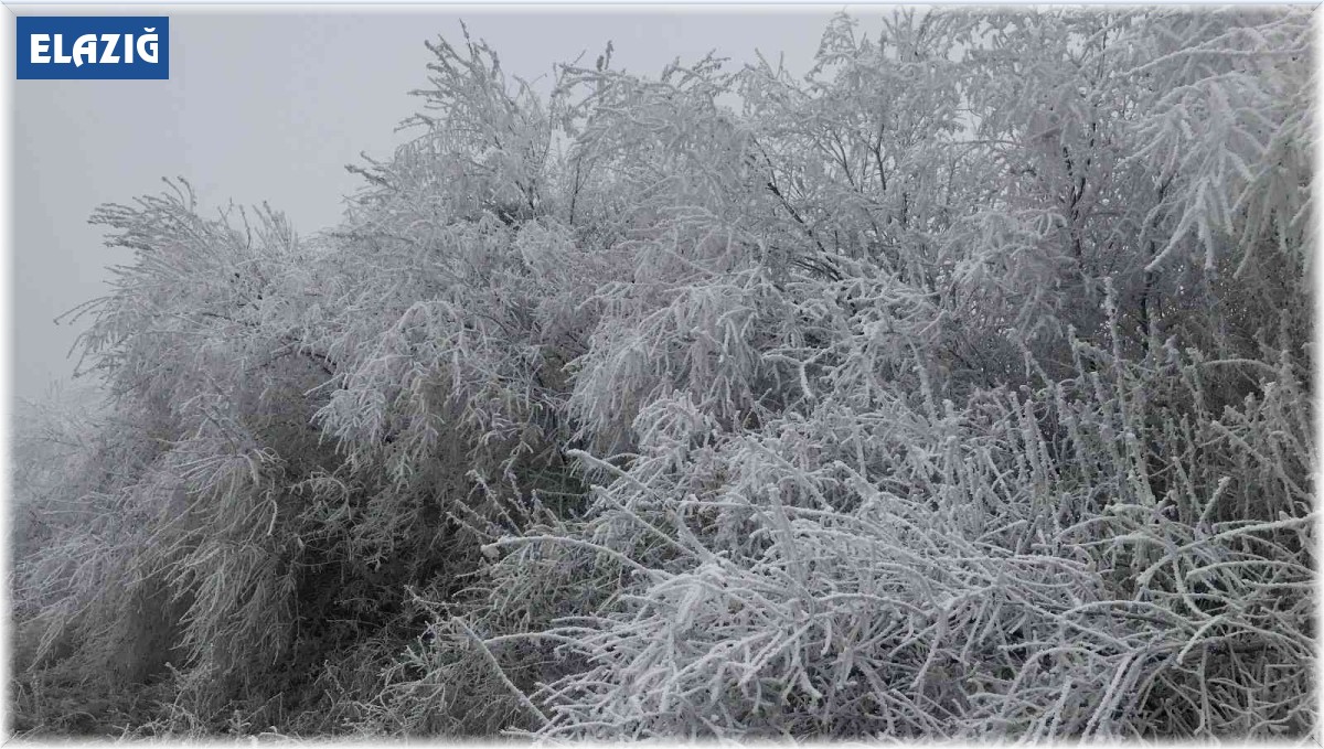 Elazığ'da kırağı ağaçları beyaza bürüdü