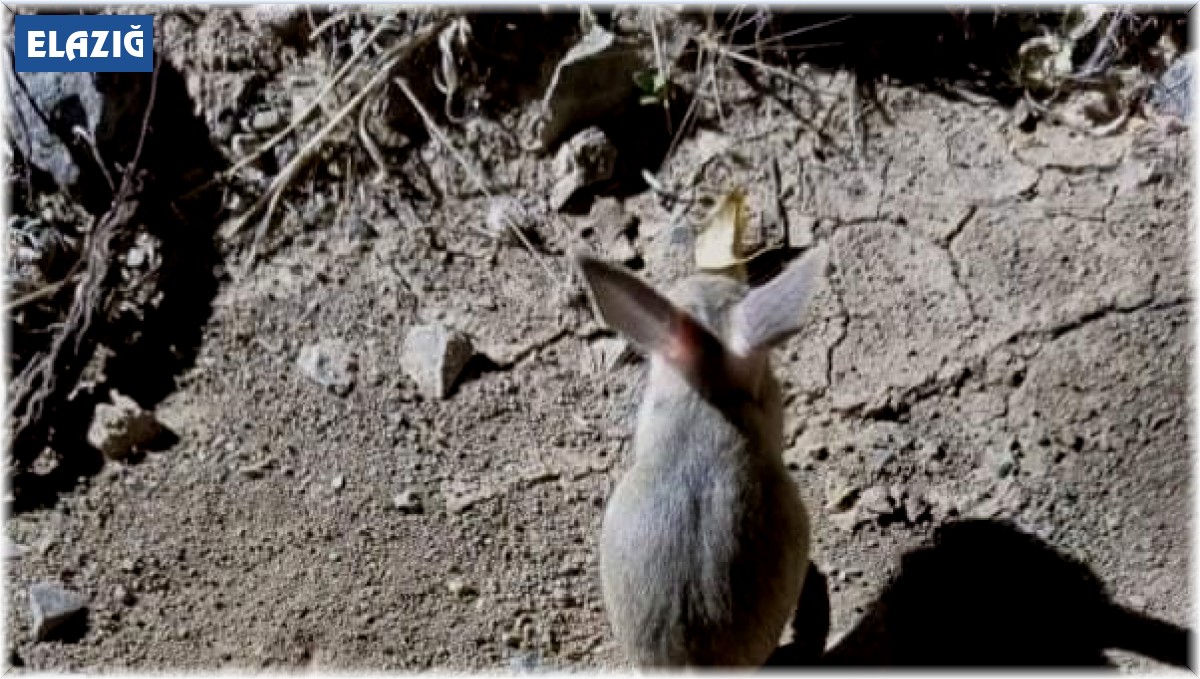 Elazığ'da kırmızı listede yer alan Arap tavşanı görüntülendi