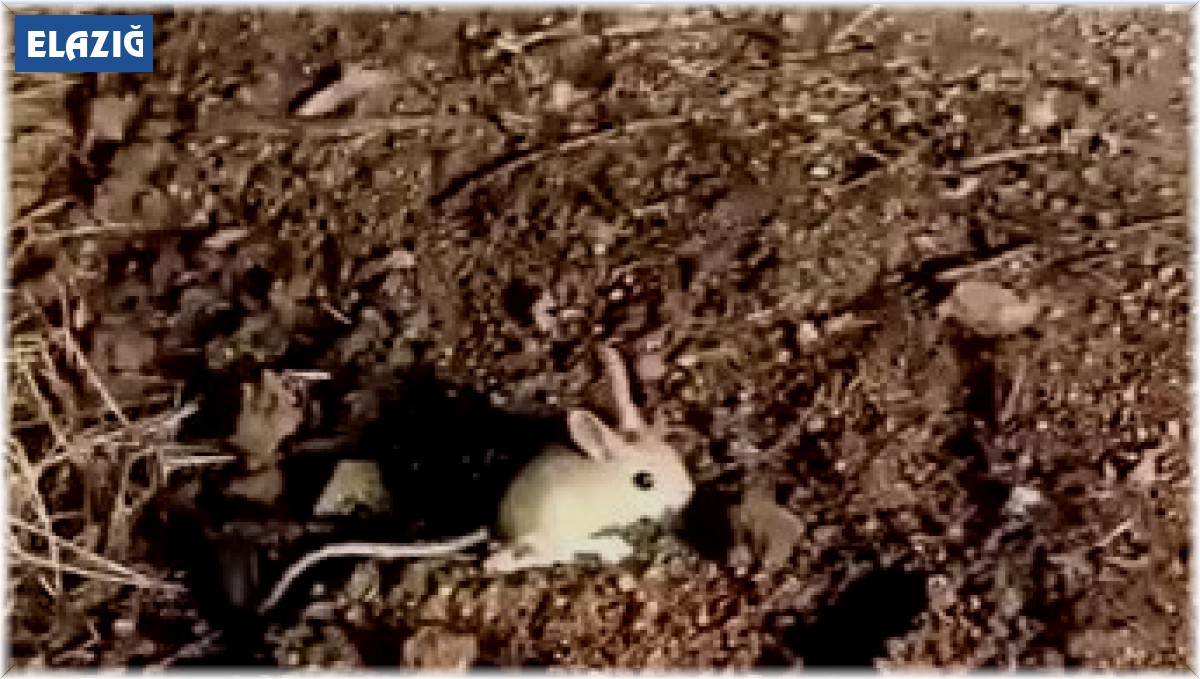Elazığ'da kırmızı listede yer alan Arap tavşanı görüntülendi