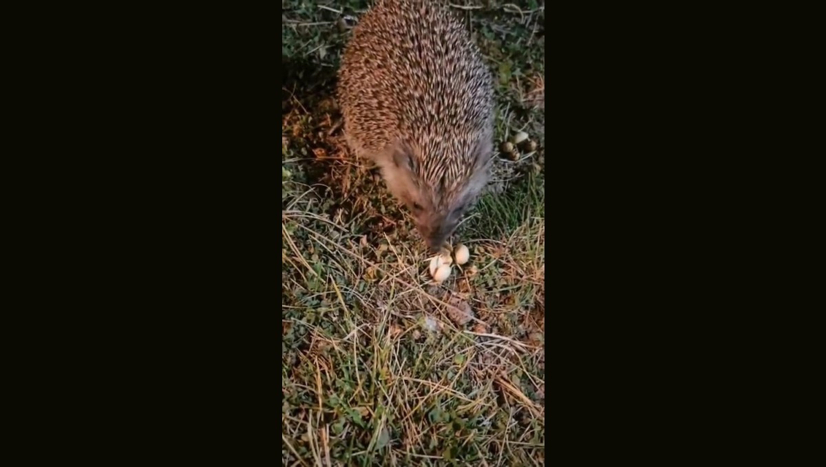 Elazığ'da kirpiyi fıstıkla beslediler