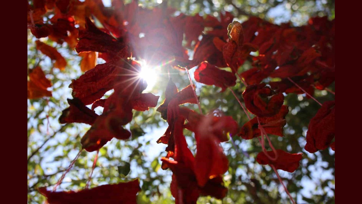 Elazığ'da kış hazırlıkları başladı: Kofik biberler asılmaya başladı