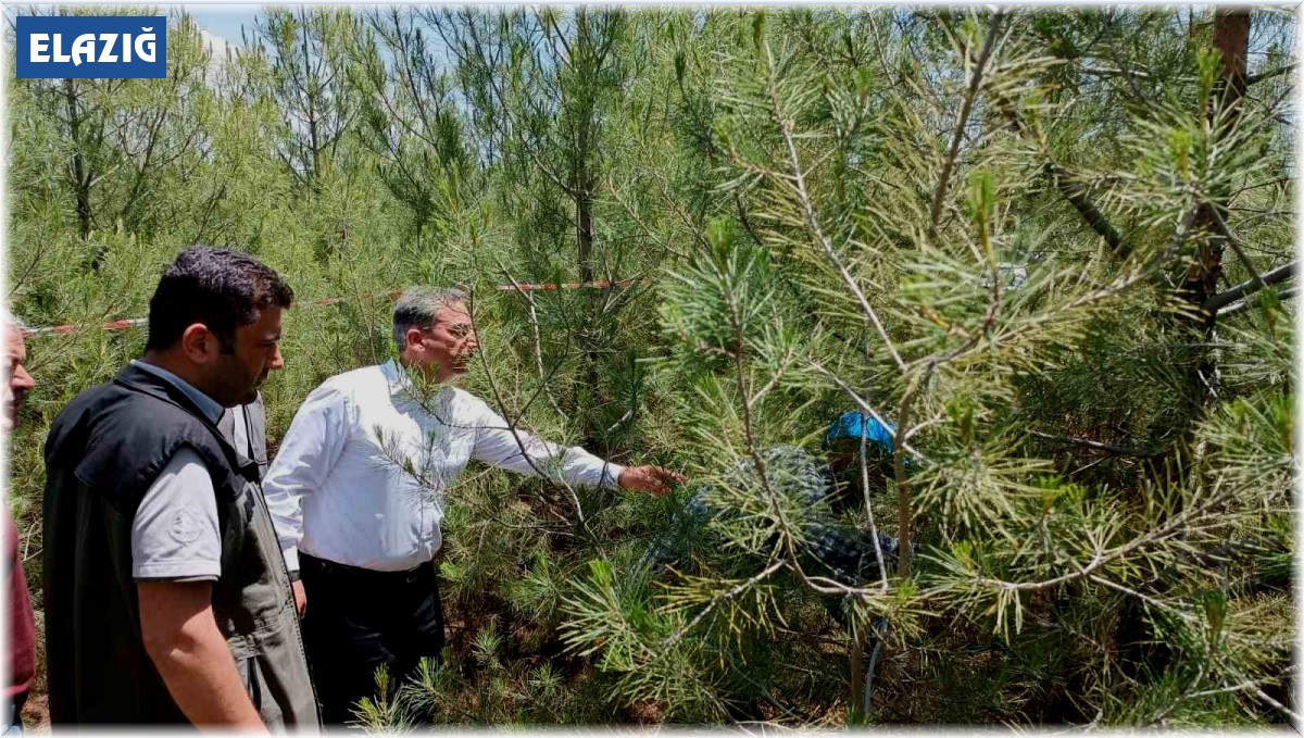 Elazığ'da kızılçam ormanlarında sıklık bakım çalışması yapıldı