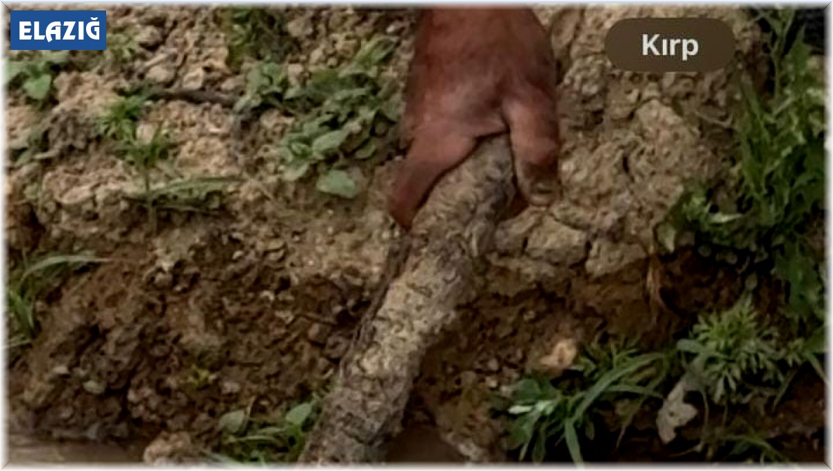 Elazığ'da koca engerek yılanı görüntülendi