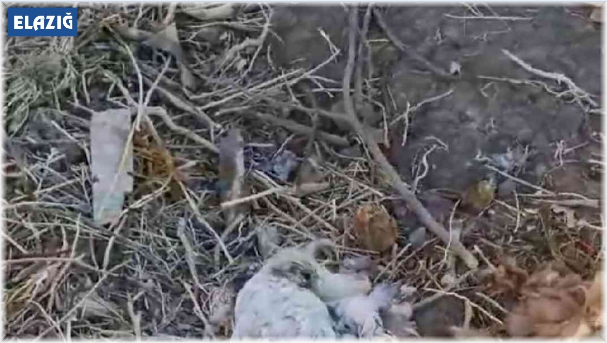 Elazığ'da köpekler kümese girdi, 35 tavuğu telef etti