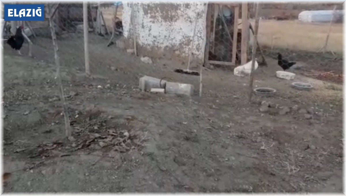 Elazığ'da köpekler kümese girdi, 37 tavuğu telef etti