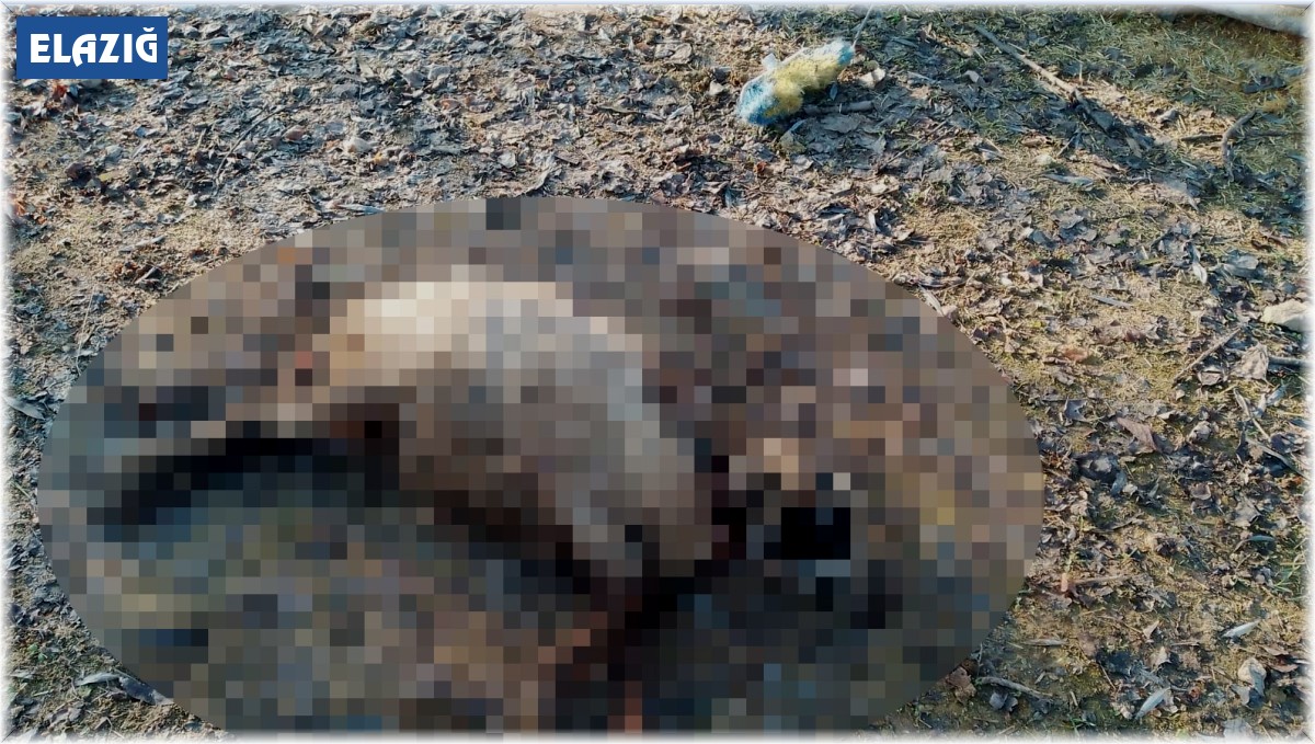 Elazığ'da köpeklerin saldırısına uğrayan 4 koyun telef oldu