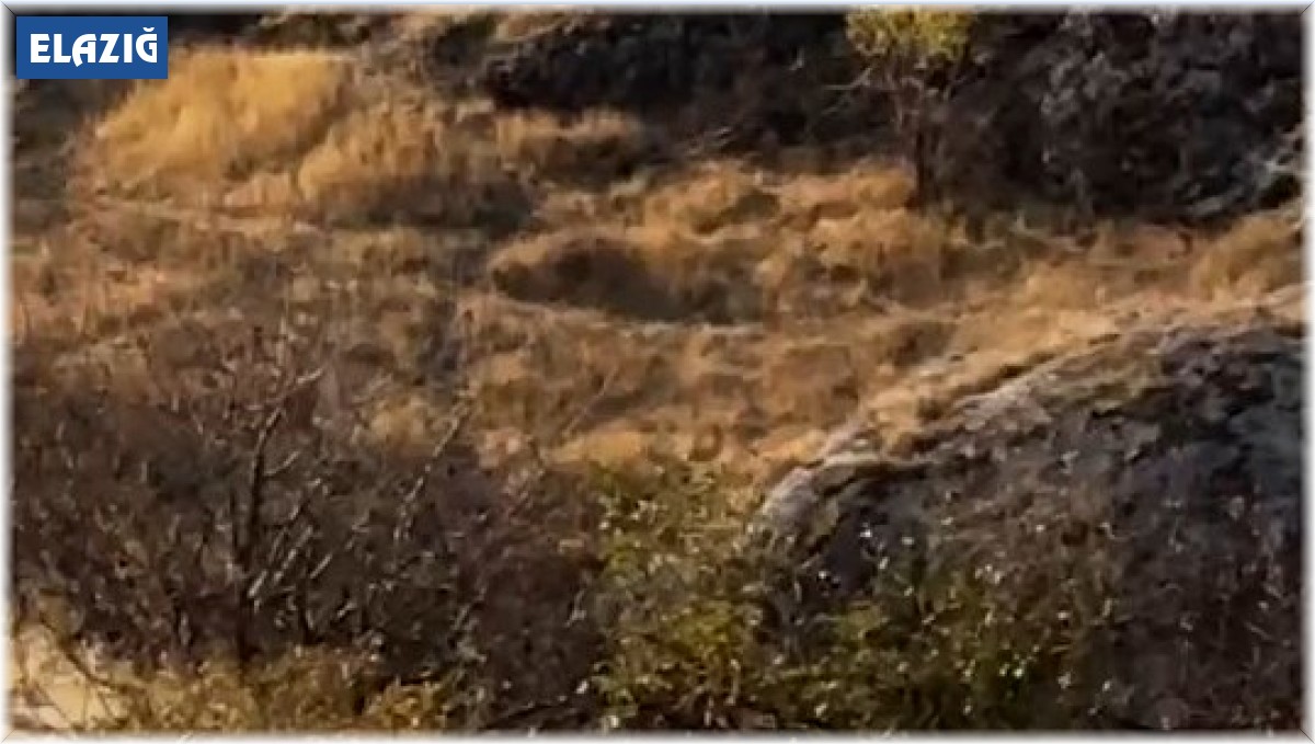 Elazığ'da koruma altında olan dağ keçileri görüldü