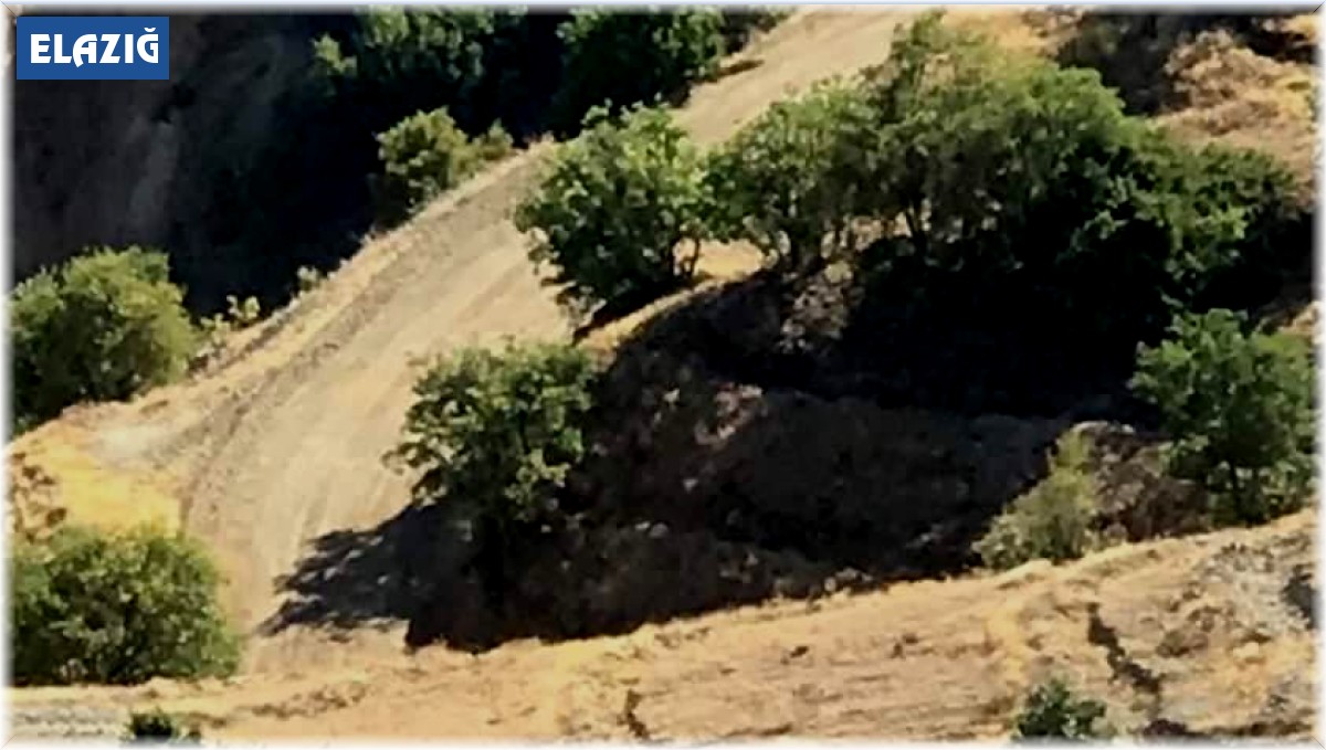 Elazığ'da koruma altındaki dağ keçileri Harput'a indi