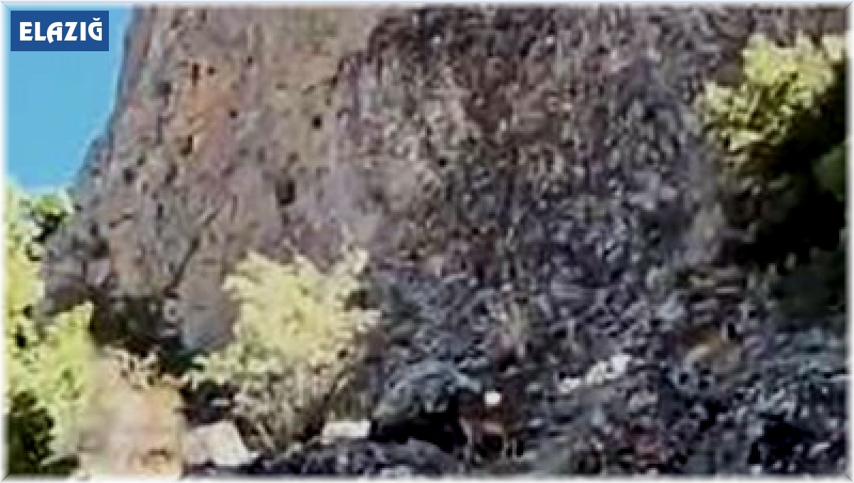 Elazığ'da koruma altındaki dağ keçileri sürü halinde görüntülendi