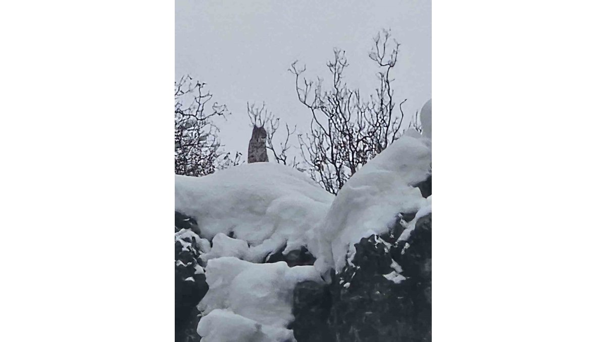 Elazığ'da koruma altındaki vaşak görüntülendi