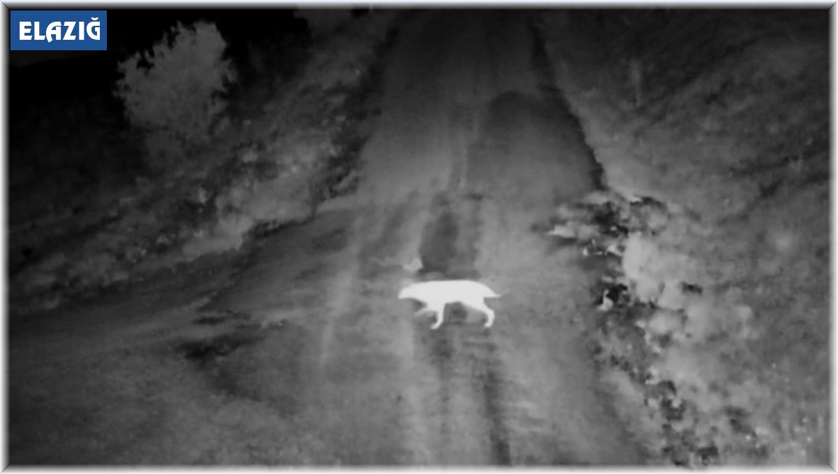 Elazığ'da köye inen kurt sürüsü görüntülendi